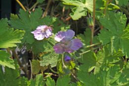 Geranium maculatum bestellen